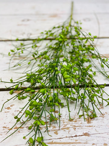 Ginster bes met groene zaaddozen