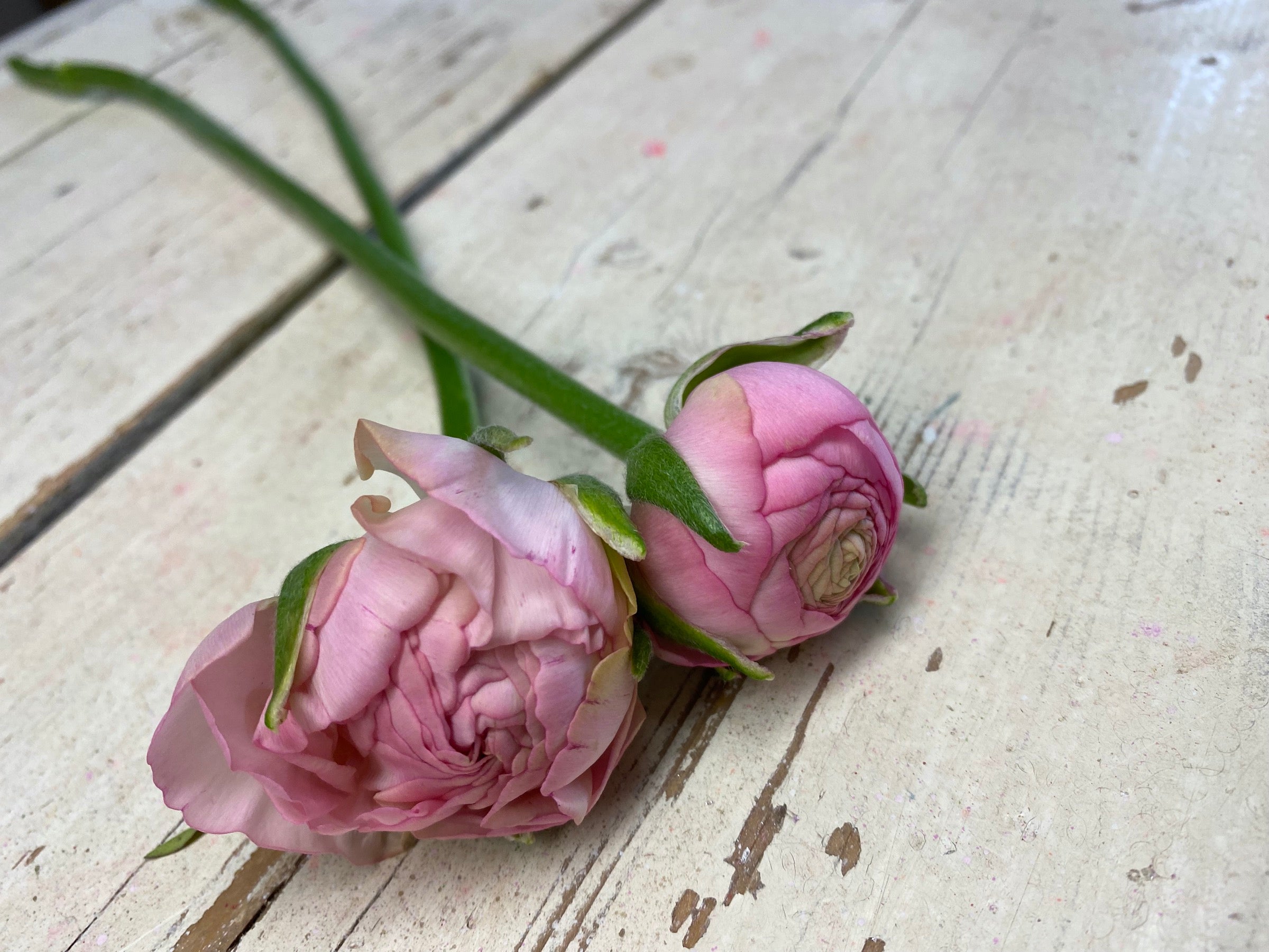 Ranunculus, ranonkel, zacht roze,  middel groot, per 5 stelen/bloemen