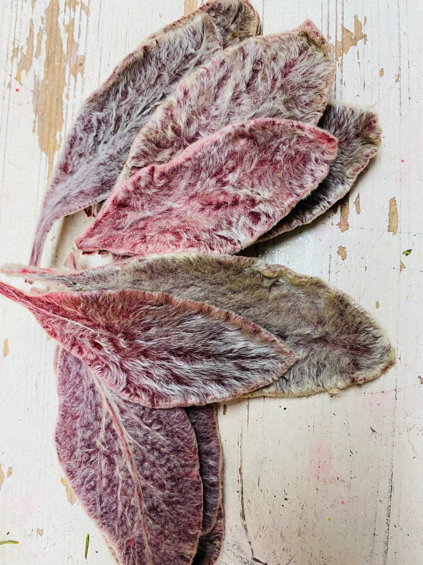 Stachys, Ezelsoor, roze, per 10 stuks