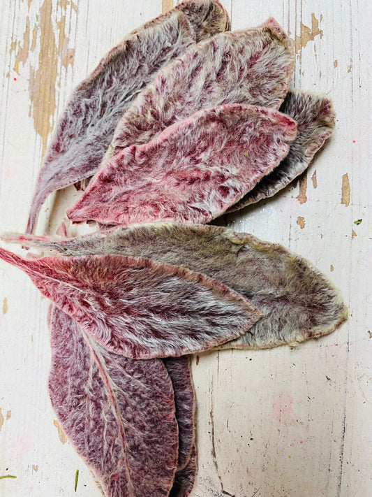 Stachys, Ezelsoor, roze, per 10 stuks