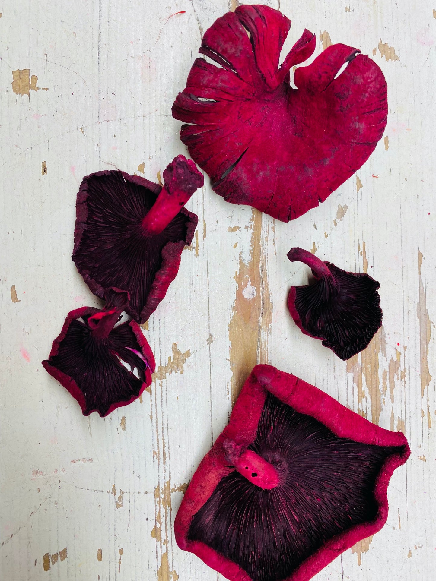 Paddestoel, Flower Mushroom, gedroogd, bordeaux rood, per 4 stuks