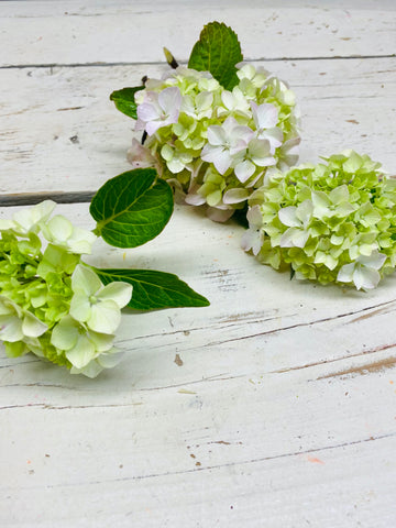 Hortensia Hydrangea wit/zacht roze per stuk