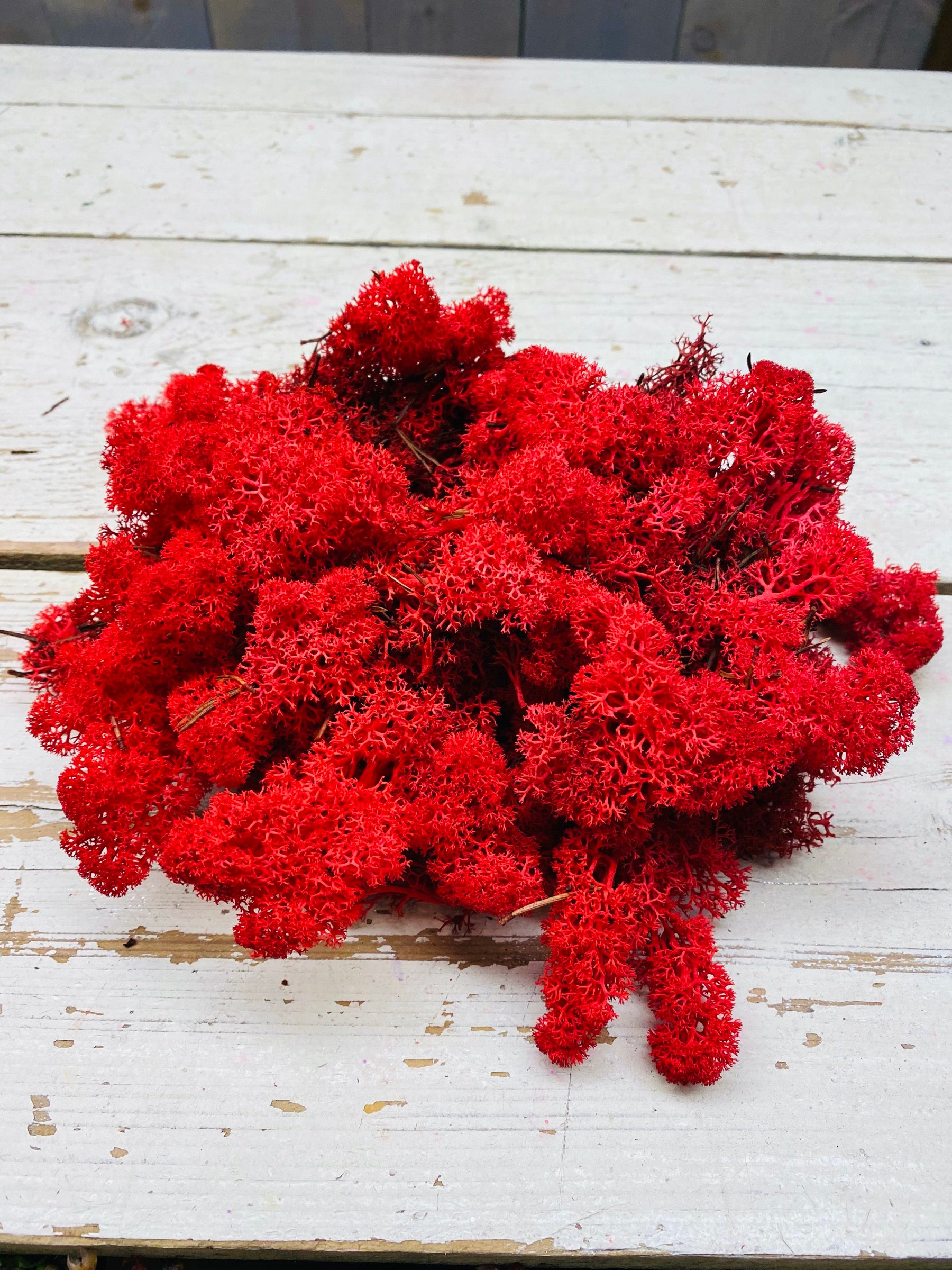 IJslandsmos, rood, per 125 gram