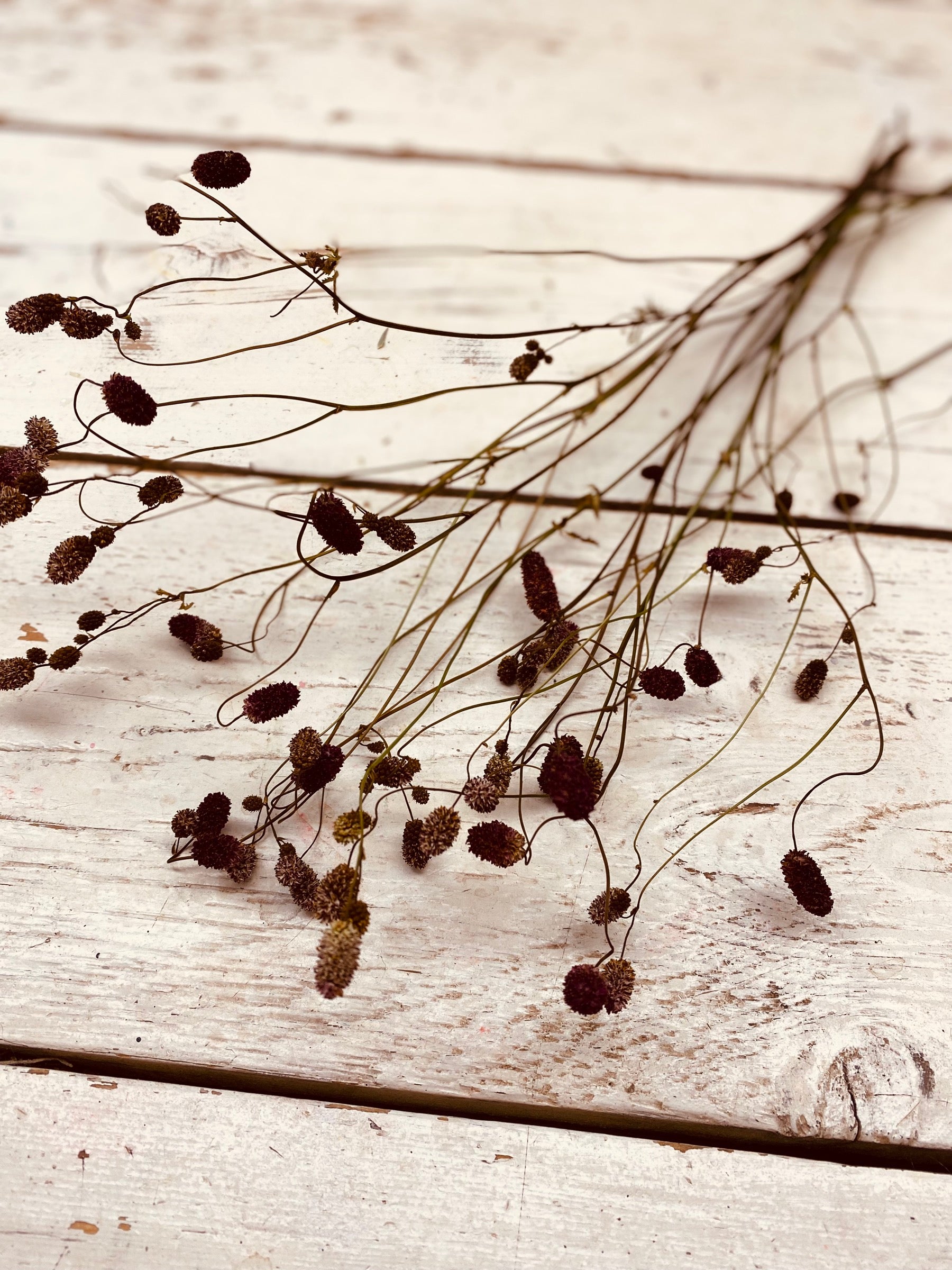 Pimpernel, Sanguisorba, droog, per steel