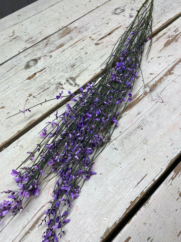 Ginster bes, Heidebrem, milka kleur, per steel