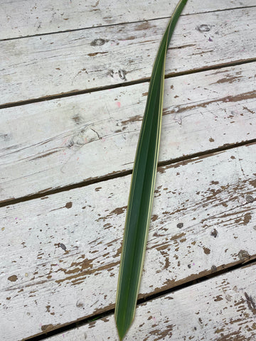 Phormium T varieg, Nieuw Zeelandsvlas, L80cm, per stuk