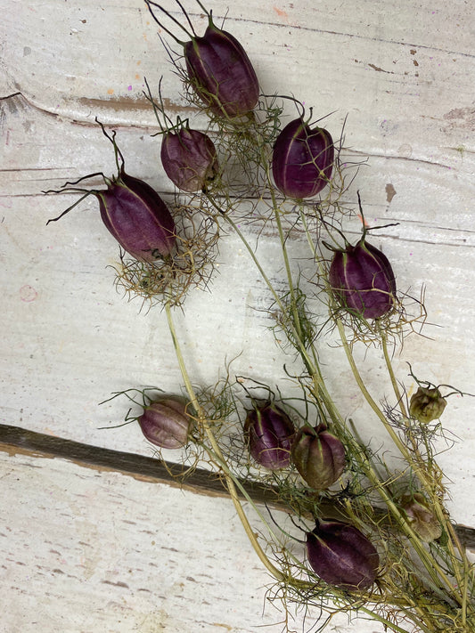 Nigella, Juffertje in het groen, zaaddozen per bos