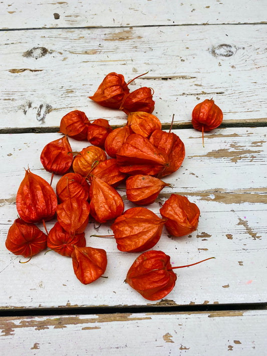 Physalis, Lampionnetje, oranje, per 10 stuks