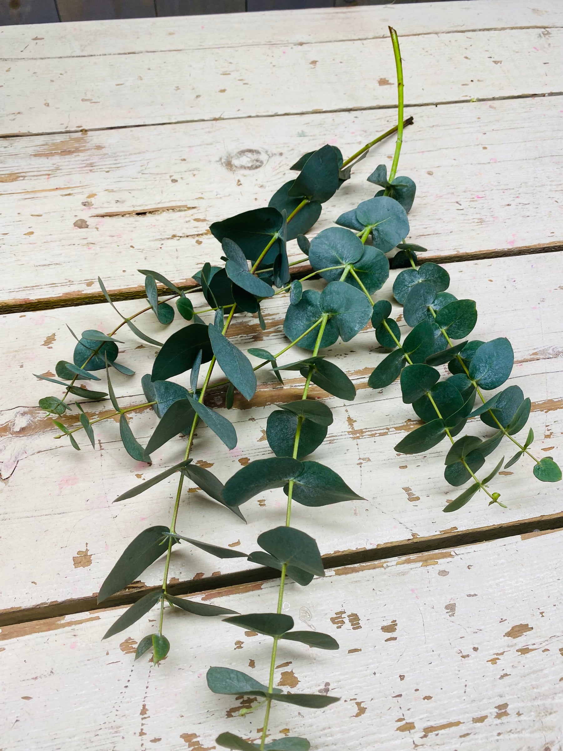 Eucalyptus cinerea, per stuk
