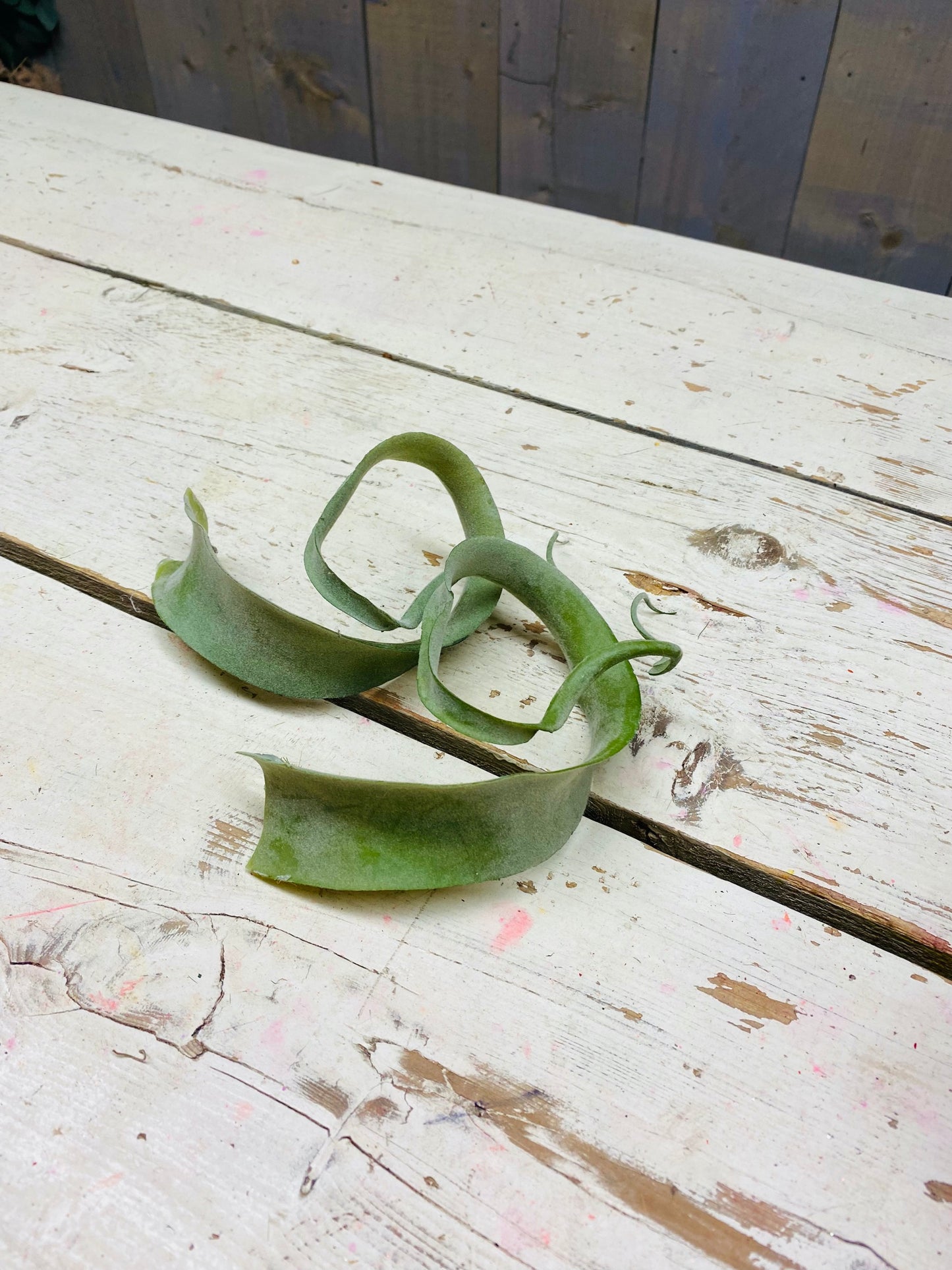 Tillandsia, per blad, kunststof
