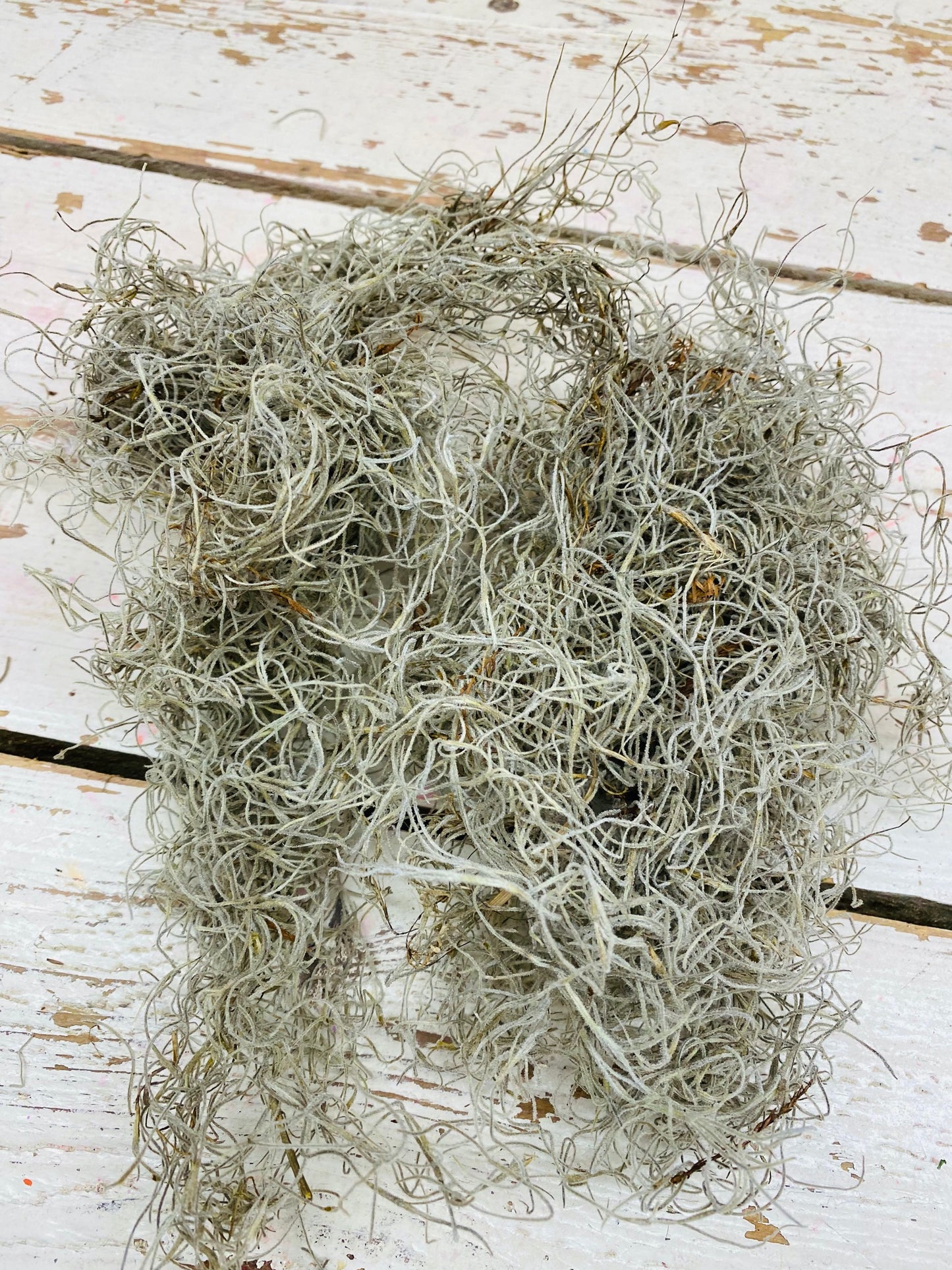 Tillandsia, gedroogd, per 25 gram