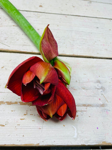Amarylis, Hippeastrum, rood, snijbloem, per stuk