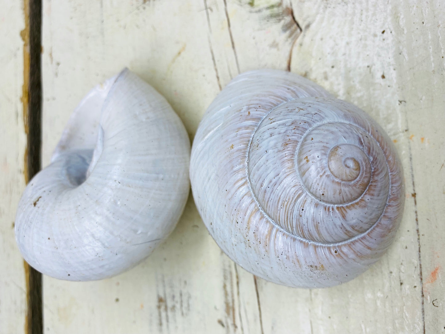 grote schelp, doorsnee 10cm