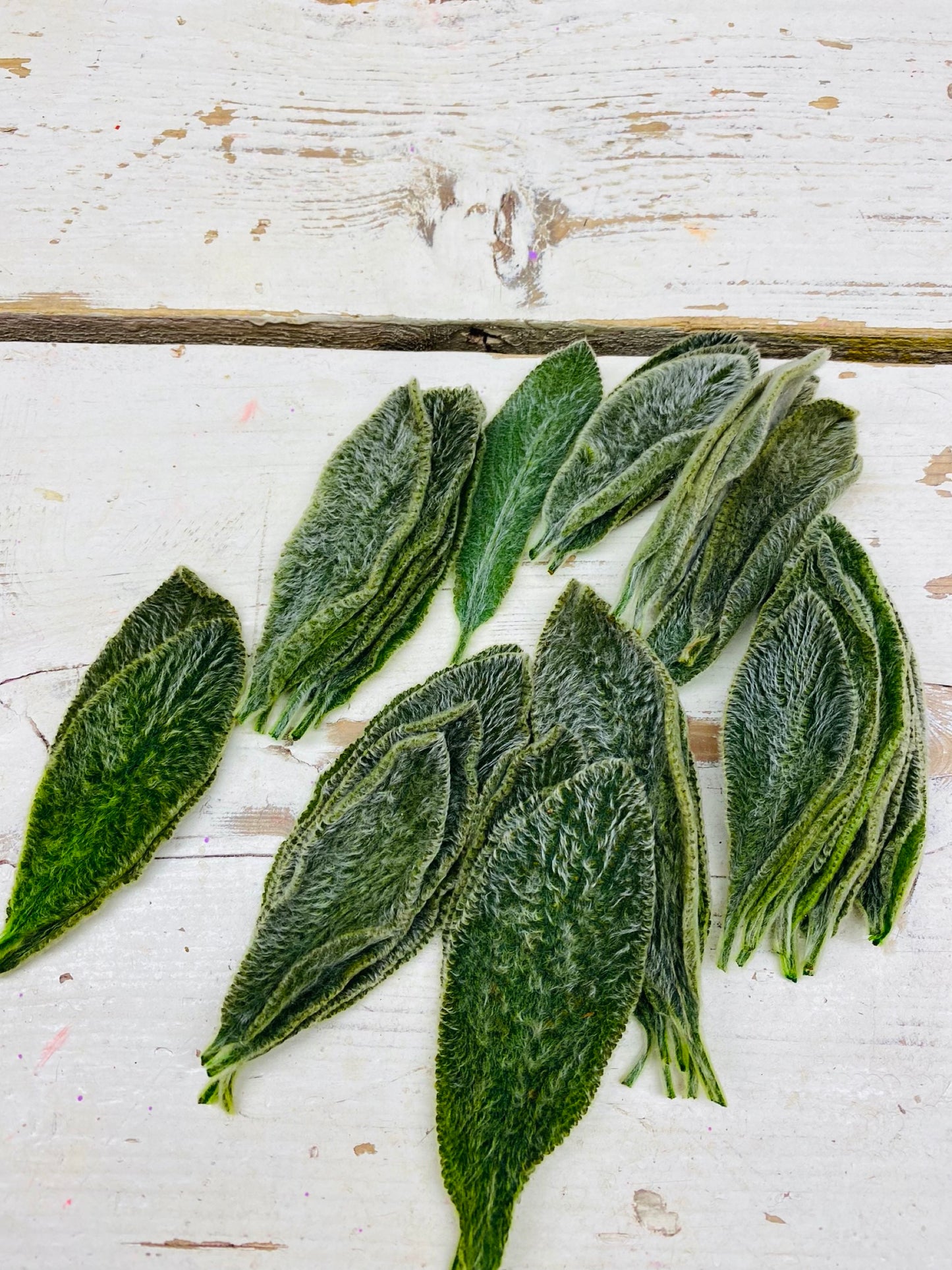 Stachys, Ezelsoor, groen, per 30 stuks