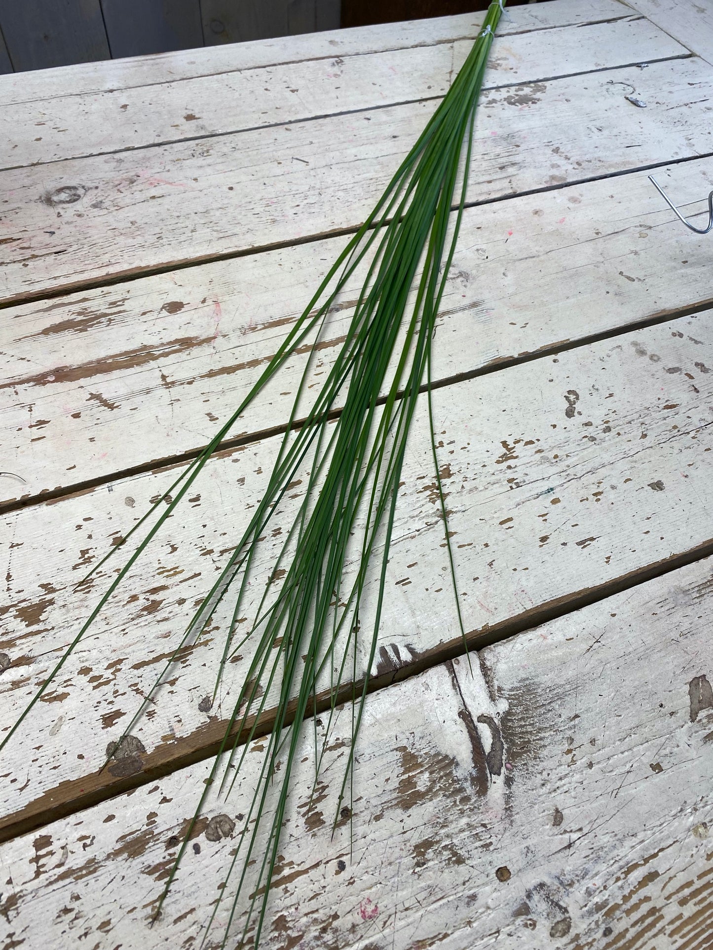 Gras steel, per bos van ongeveer 20 stelen