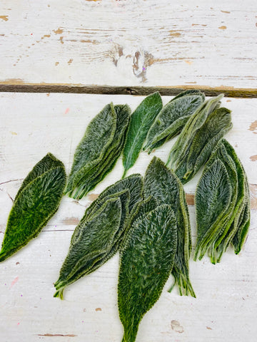Stachys, Ezelsoor, groen, per 30 stuks