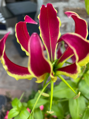 Gloriosa Rothschild fuchsia per 5 bloemen/ steeltjes