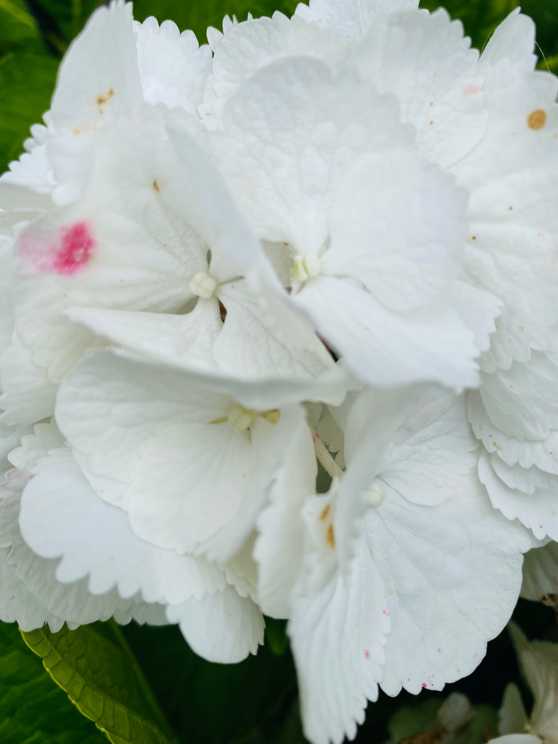 Hortensia Hydrangea klein, wit, per stuk