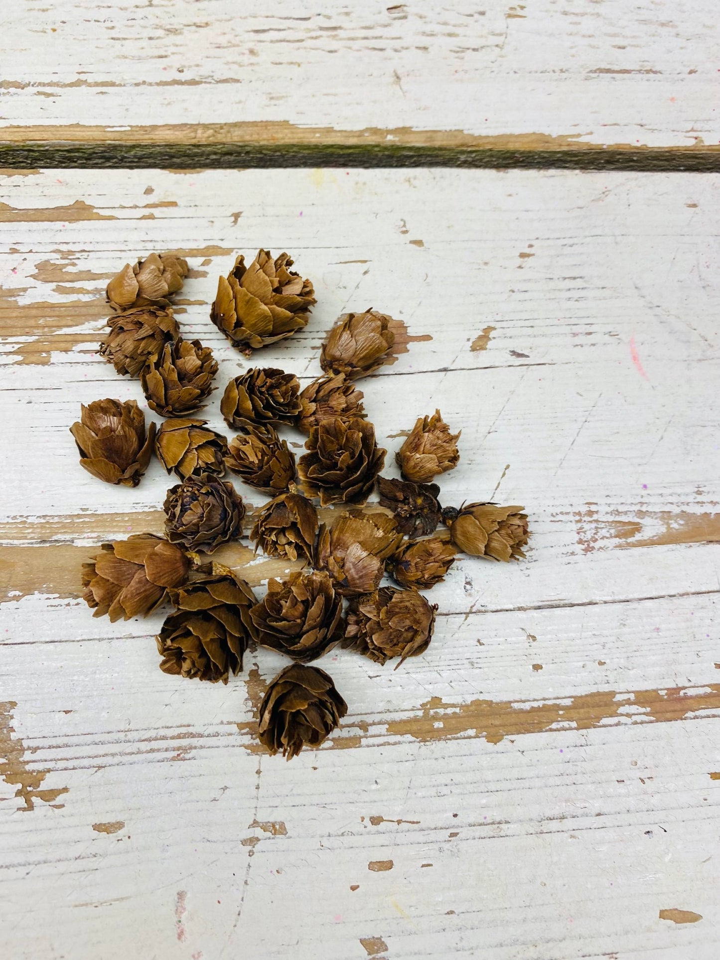 Denneappel, klein, naturel, per 10 stuks
