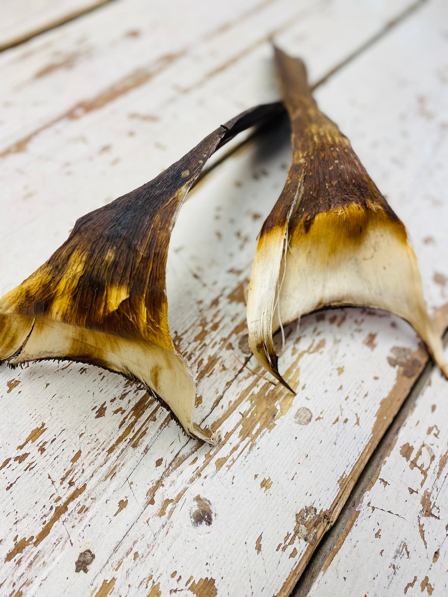 Agave blad, gedroogd, naturel