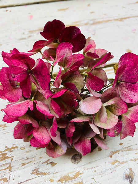 Hortensia Hydrangea, roze, klein, per stuk