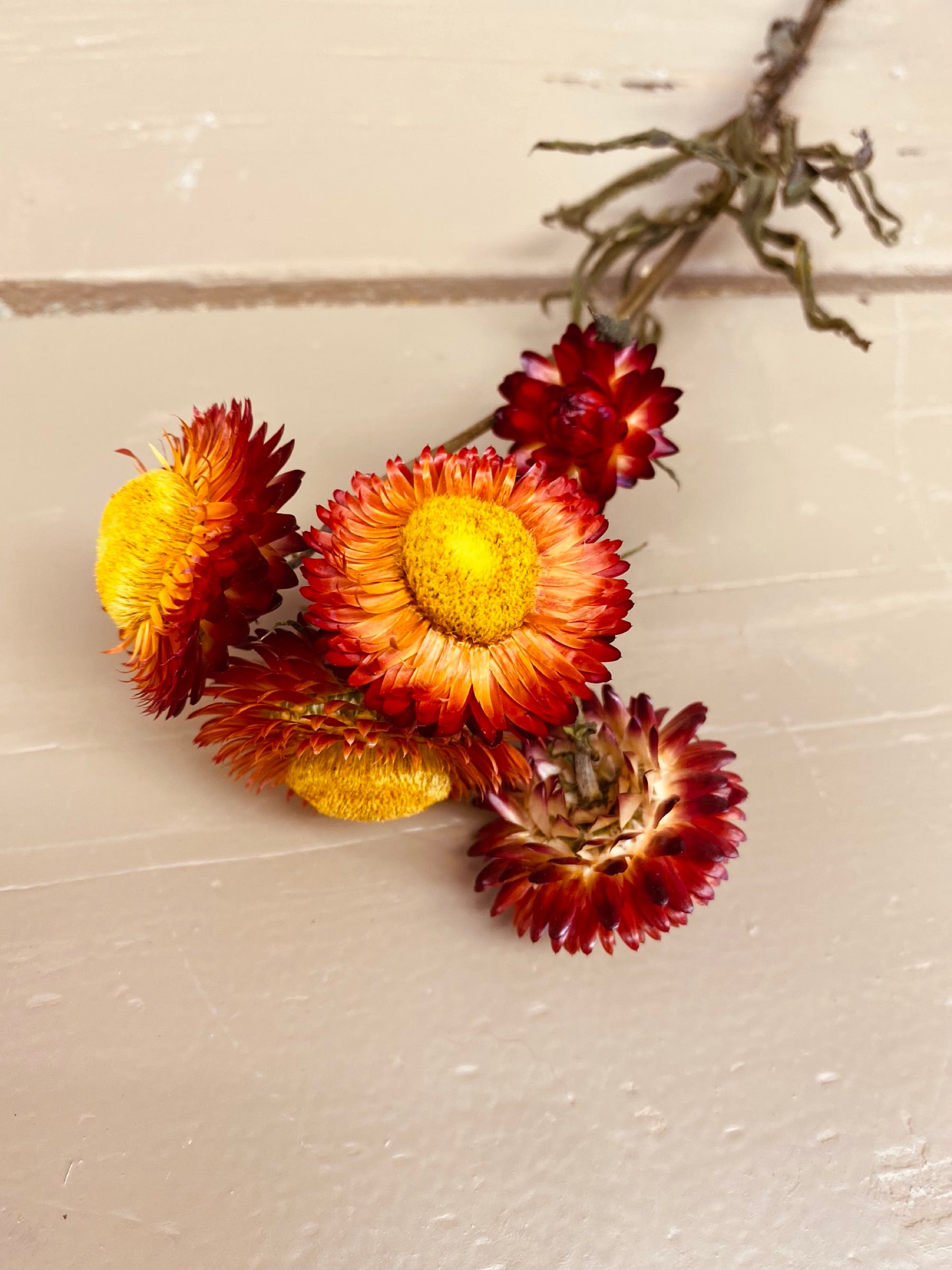 Helicrysum, droogbloem per steel, koper/oranje per steeltje met 1 bloem