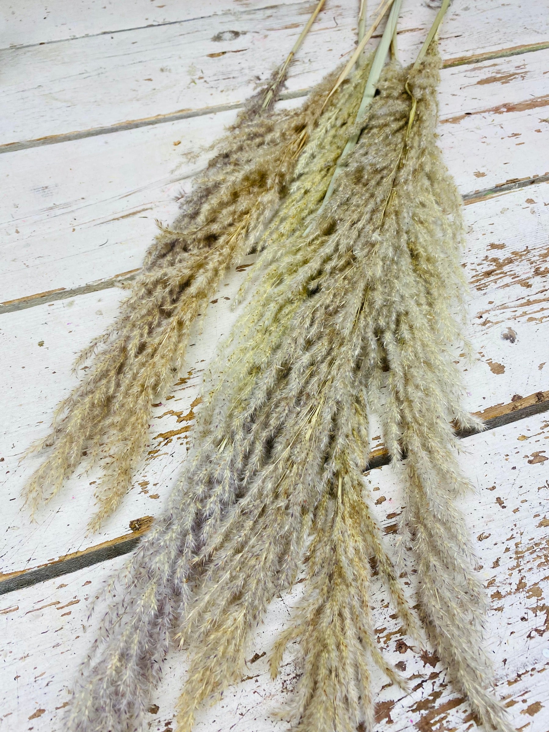 Eryanthus gras, Pampas gras, naturel, gedroogd, L40cm, per stuk