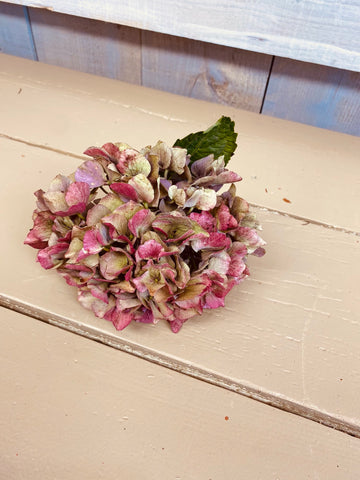 Hortensia Hydrangea roze/groen, per stuk