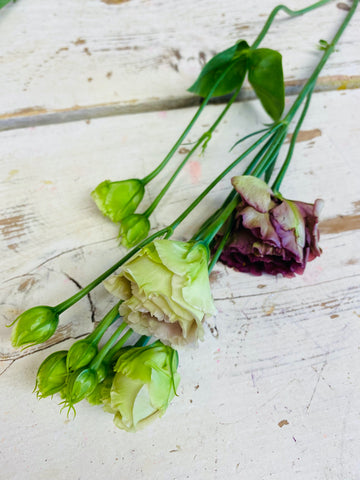 Eustoma, antique roze, per steel