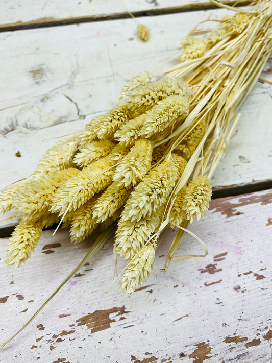Phalaris, droogbloem, gebleekt, per stuk