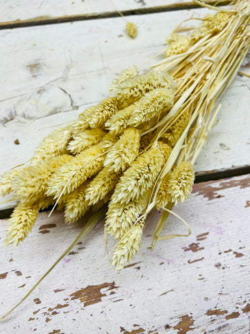 Phalaris, droogbloem, gebleekt, per stuk