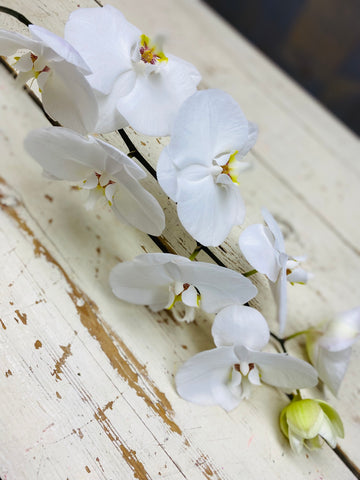 Orchidee bloem, Phalaenopsis bloem, wit, per BLOEM