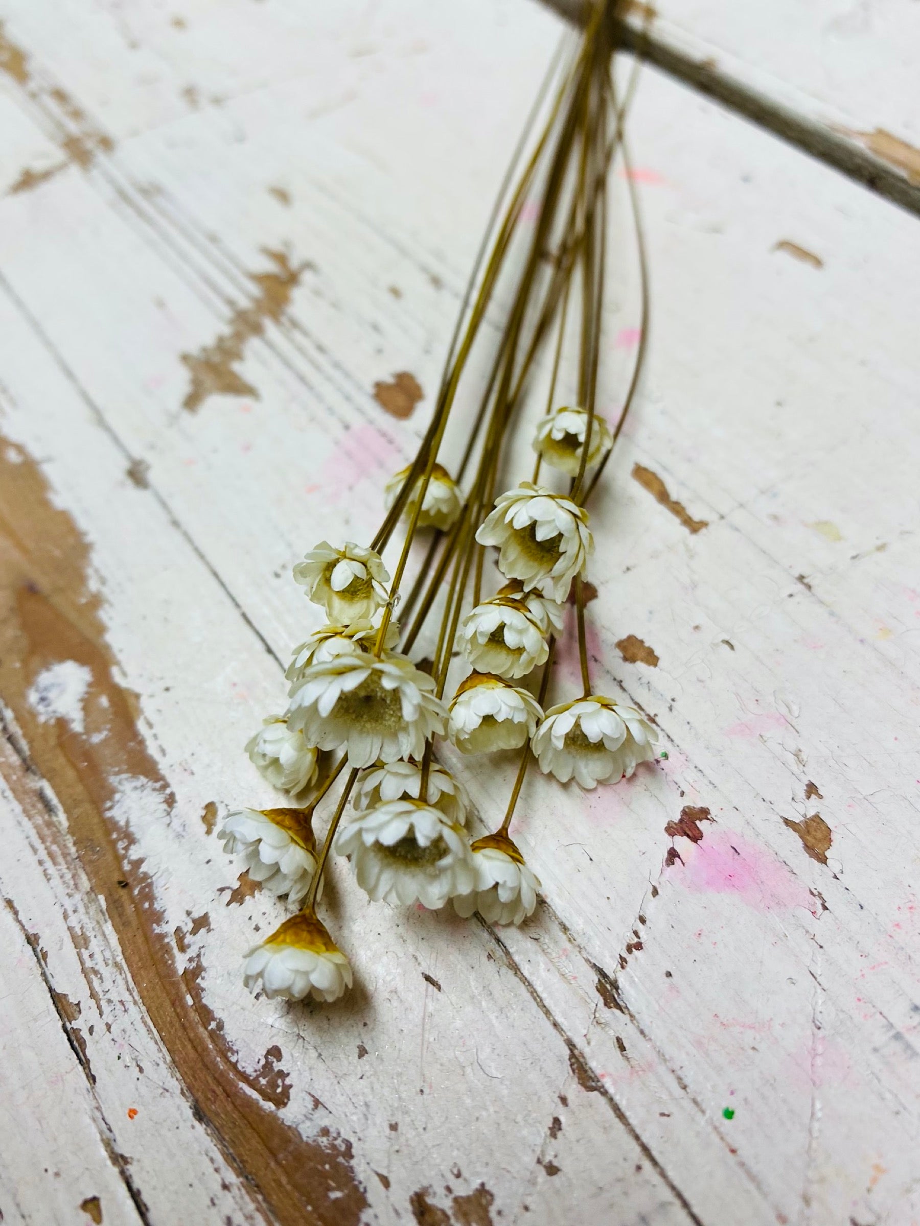 Glixia droogbloem, naturel, per 25 stuks