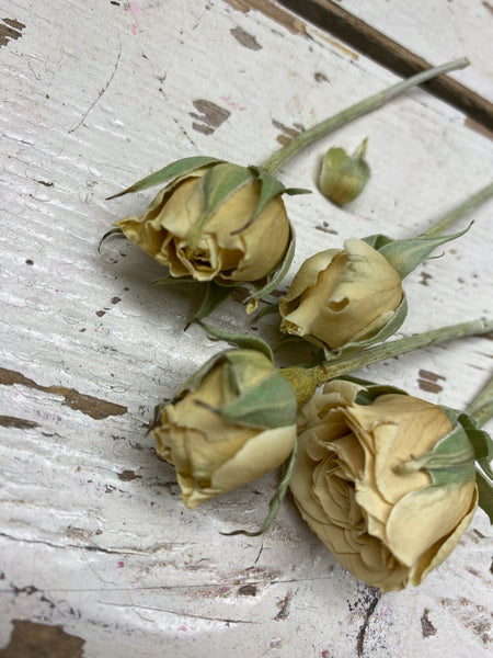 Trosroos vriesdroog beige/wit per bloem