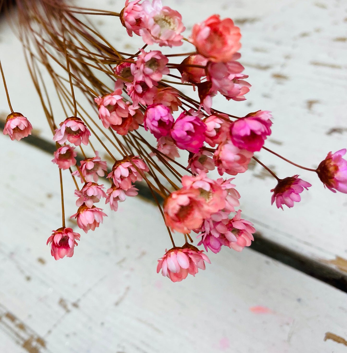 Glixia droogbloem, fel roze, per 25 stuks