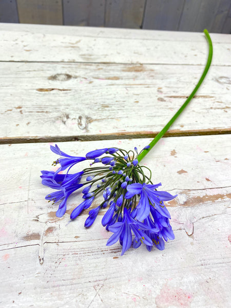 Agapanthus, lavendel blauw, per stuk