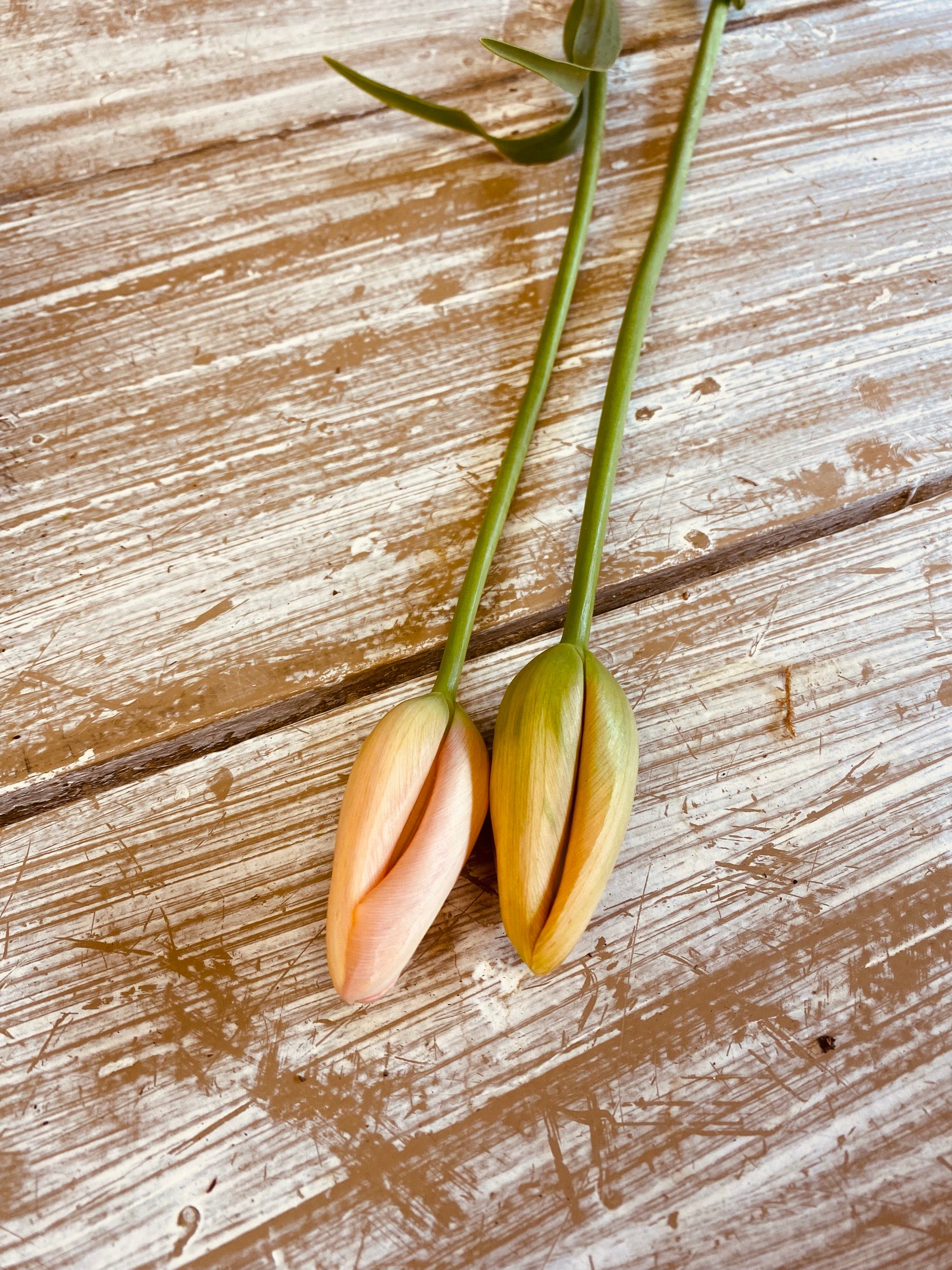 Franse Tulp, zalm kleurig, per stuk