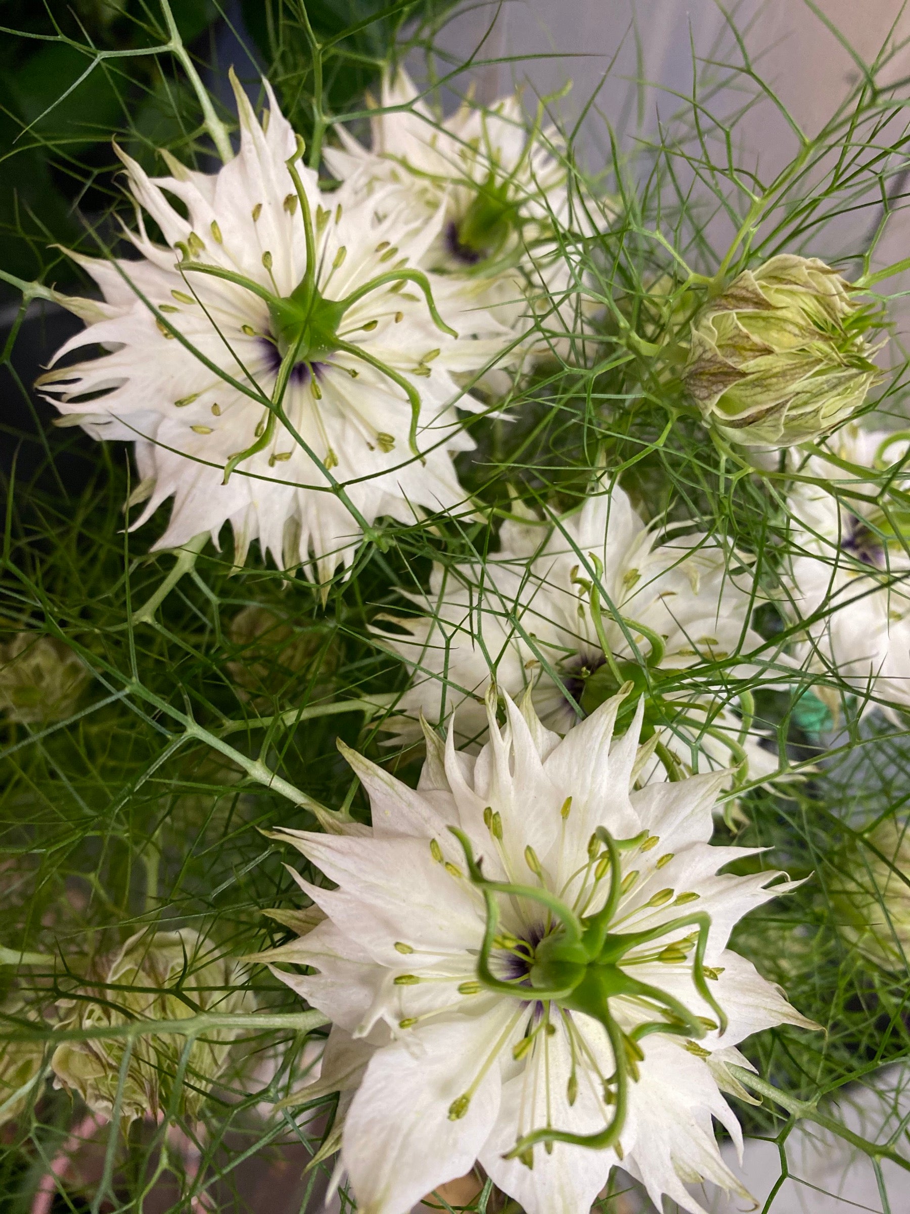 Nigella Juffertje in het groen, witte bloem, per steel