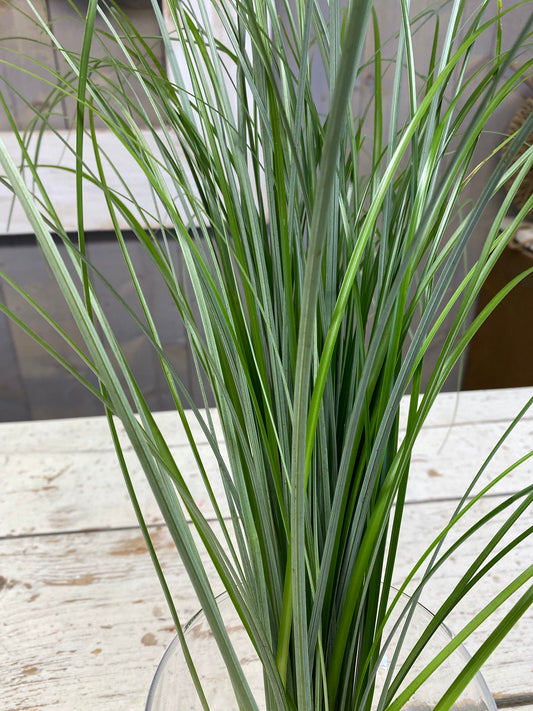Beregras, bear grass, per bos