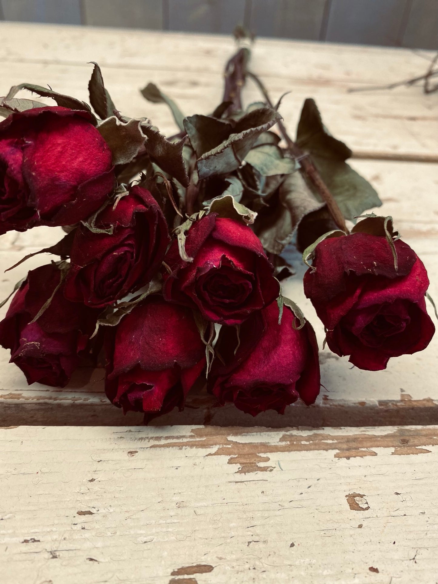 Roos rood red ribbon droogbloem