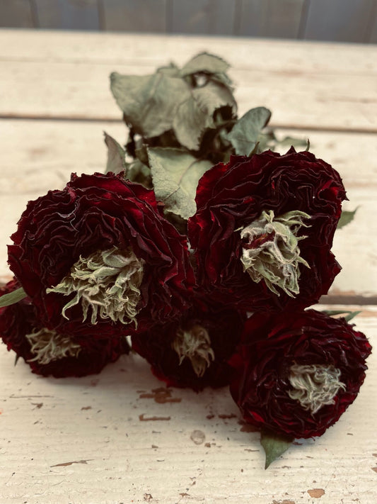 Roos rood red eye droogbloem
