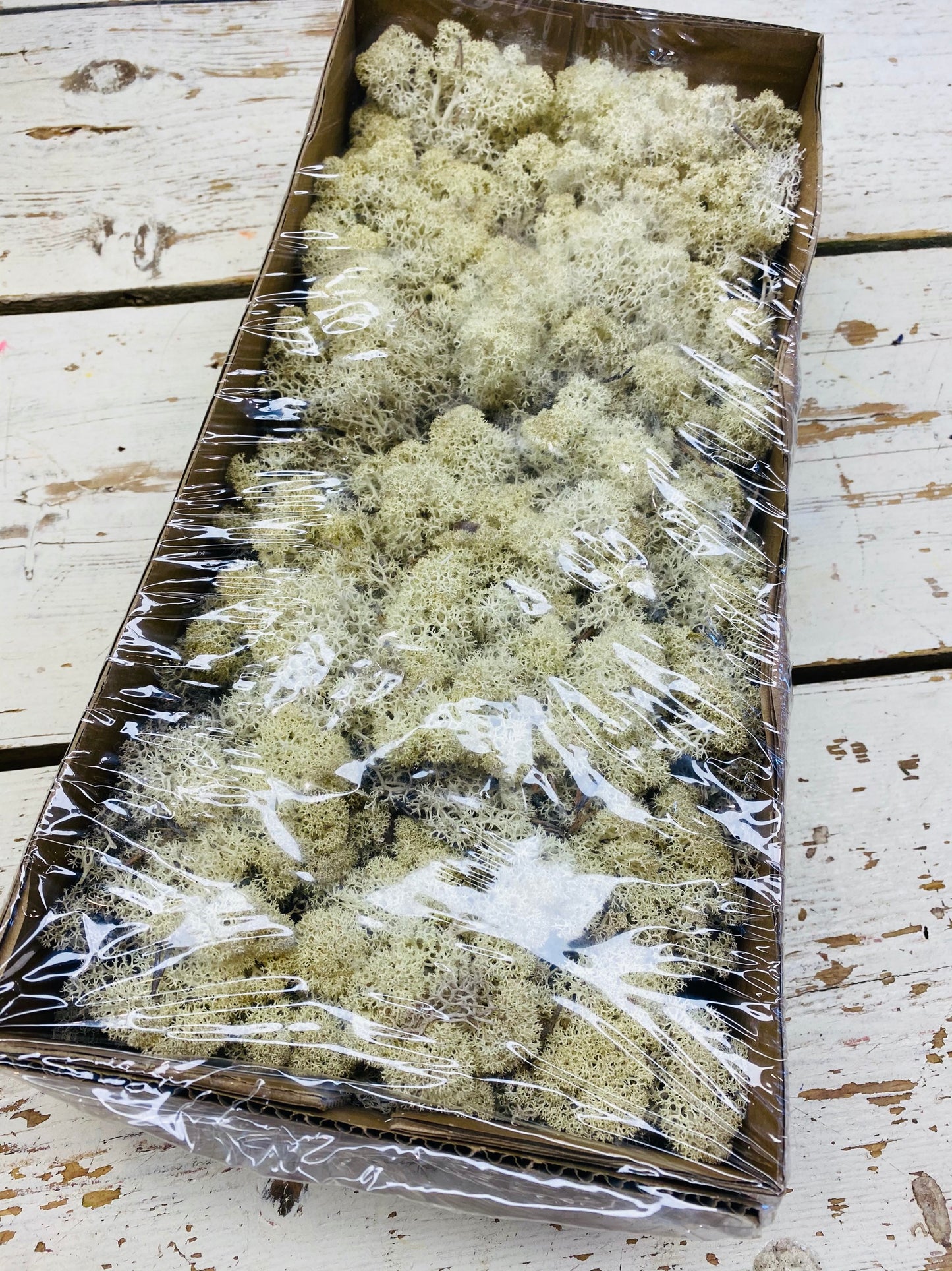 IJslandsmos wit, 500gram, 1 hele doos