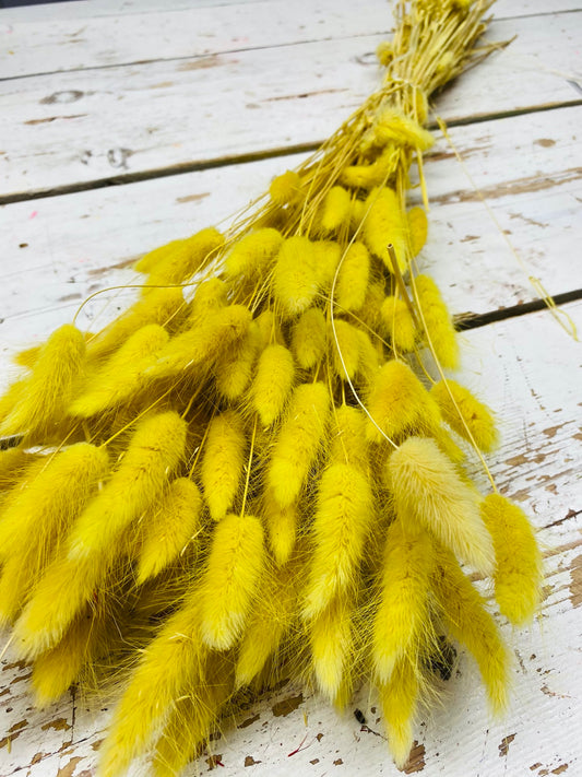 Lagurus geel, droogbloemen, per 10 stuks