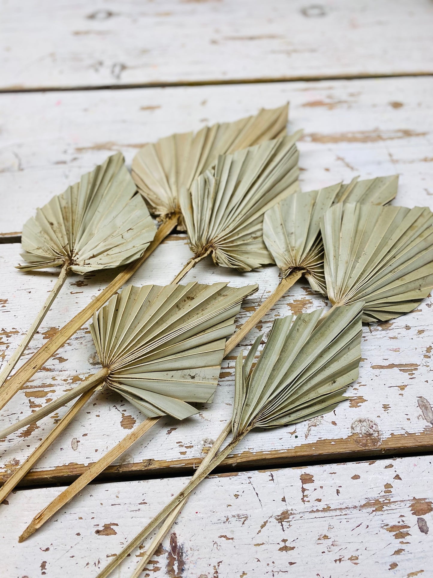 gedroogd palm blad naturel, per stuk
