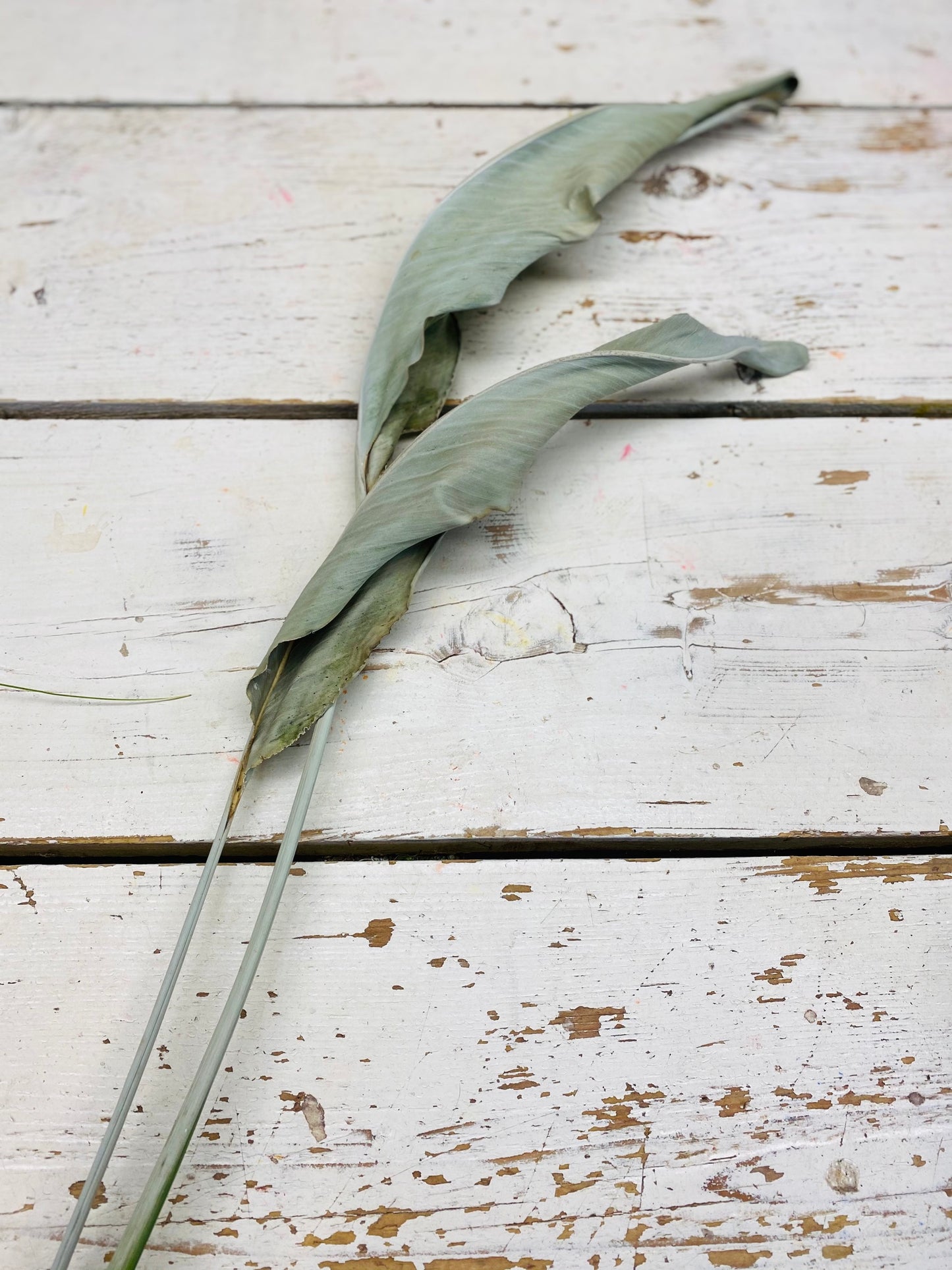 Strelitzia blad gedroogd, per stuk