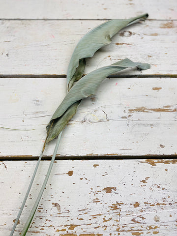 Strelitzia blad gedroogd, per stuk