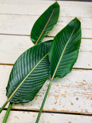 Strelitzia blad, per stuk