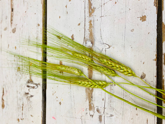 Graan gedroogd, groen geverfd