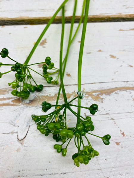 Daslook, Allium ursinum, zaaddoosjes per 5 stuks