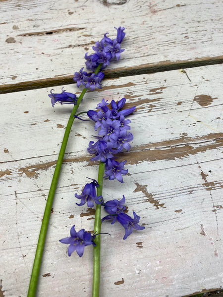 Hyacint, Hyacintoides massartiana paars